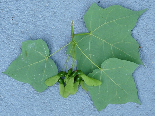 {Acer nigrum}